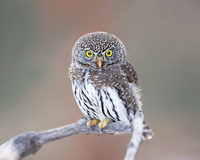 Northern Pygmy Owl