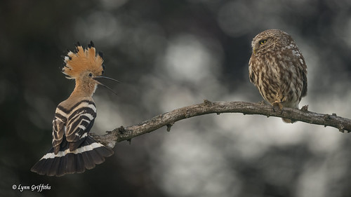The Little Owl and the Hoopoe 904_0324.jpg