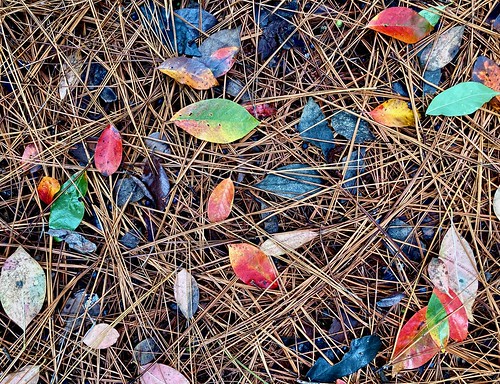 The Start of Fall Foliage