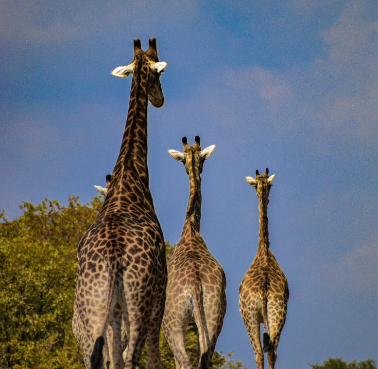 Photo by Nadine Venter